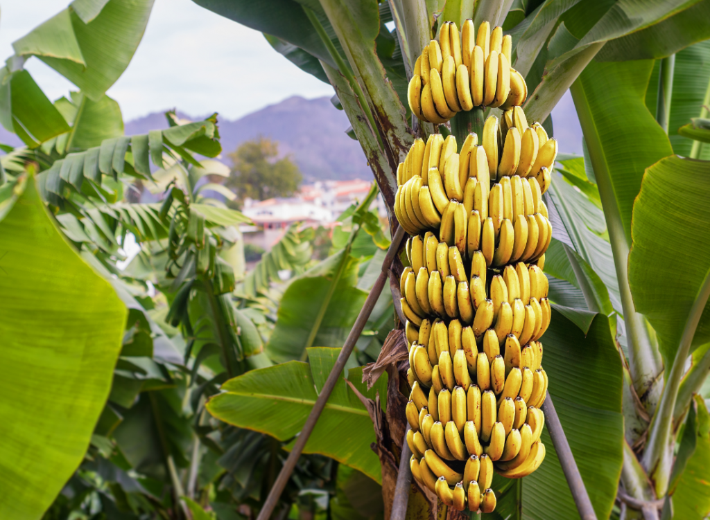 bananenboom wow smoothies